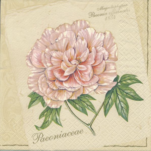 Rosa pion 2 olika motiv 