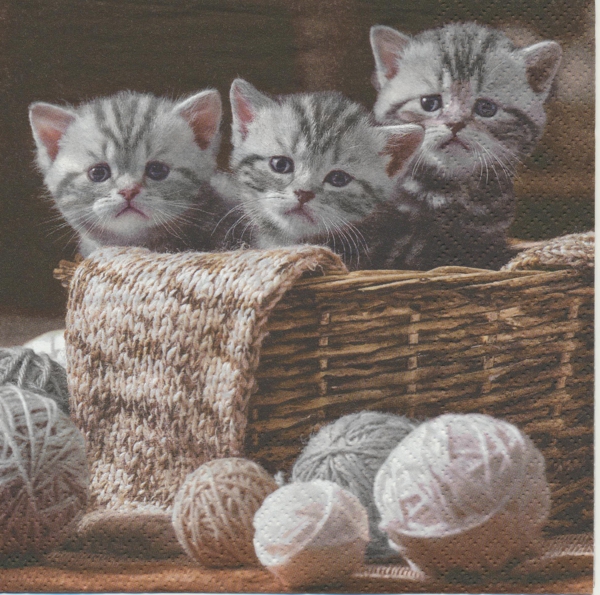 Kattungar i korg
