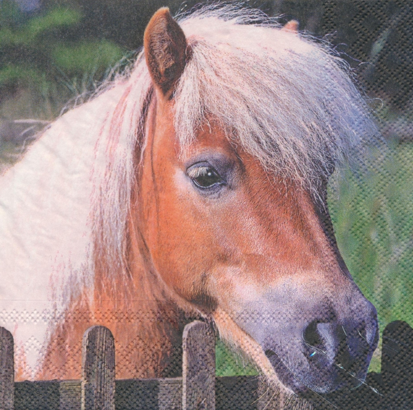 Ponnyhäst