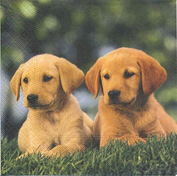 Hundvalpar