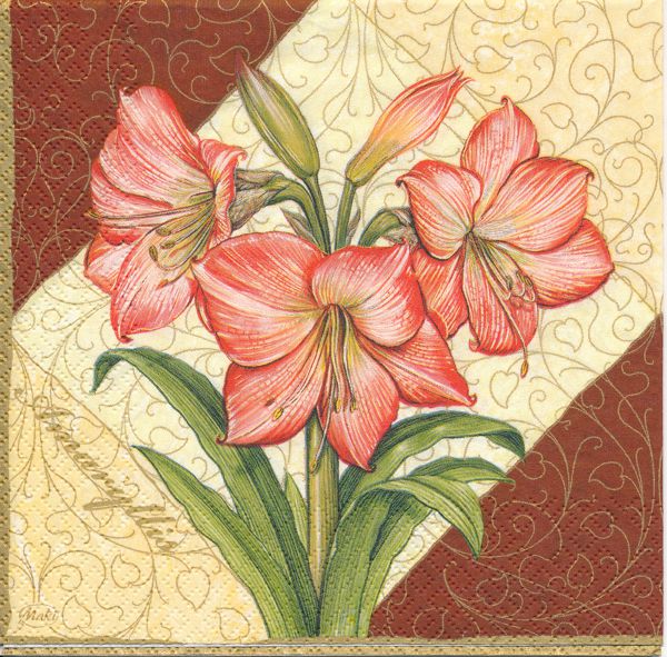 Amaryllis 