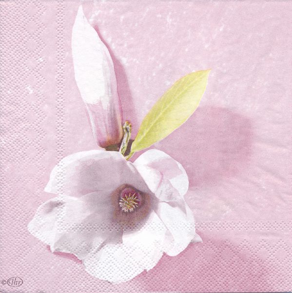 Magnolia (2 olika motiv) 