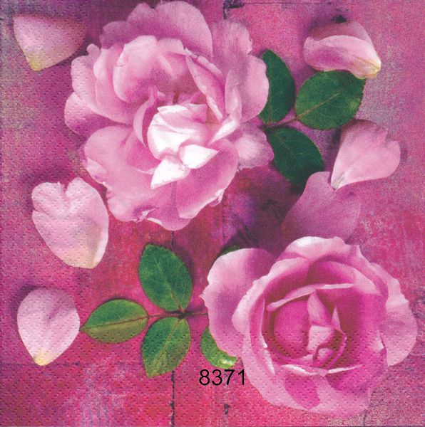 Rosa rosor 