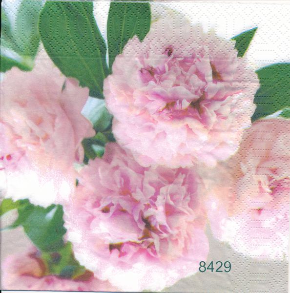 Rosa pion 