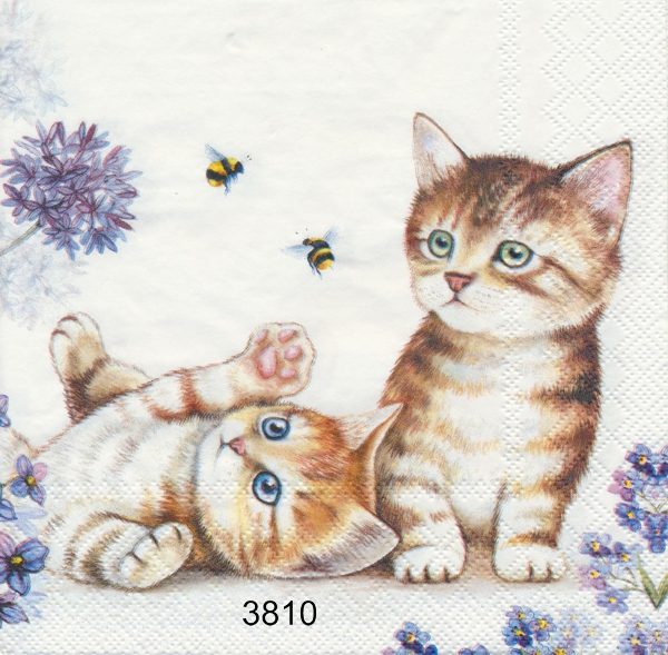 Kattungar