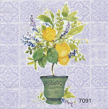 Citronträd 