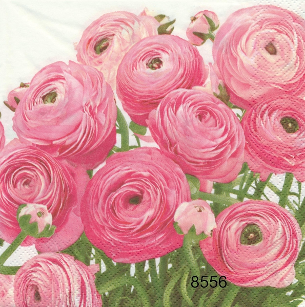 Ranunkel blommor 