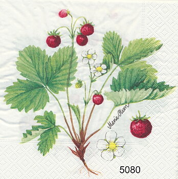 Smultronplanta