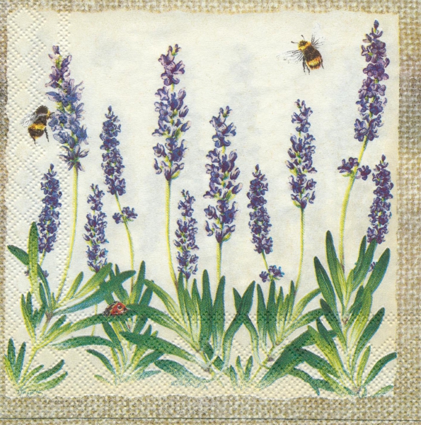 Lavendel