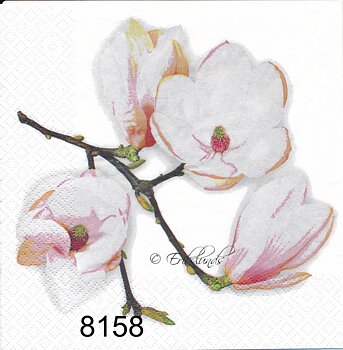 Fin magnolia
