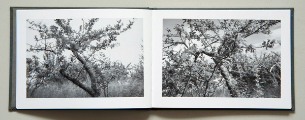 John S. Webb - A Garden - 4