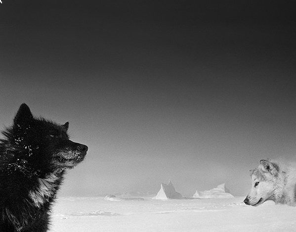 Ragnar Axelsson  - Arctic Heroes - 2
