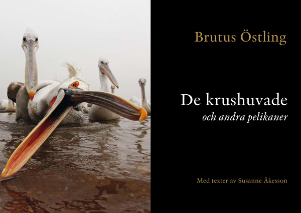 Brutus Östling  • Susanne Åkesson - De krushuvade - 2
