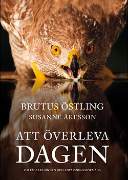 Brutus Östling - Att överleva dagen