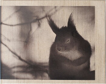 Mats Andersson - Nature Diary