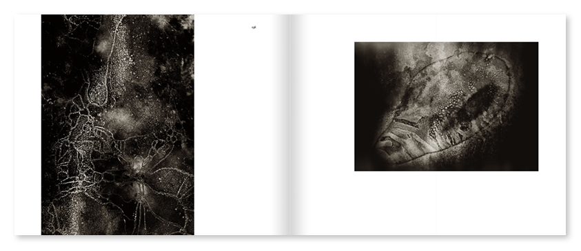 Mats Andersson - Nature Diary - 5