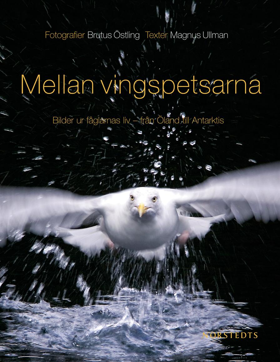 Brutus Östling • Magnus Ullman - Mellan vingspetsarna