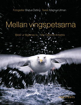 Brutus Östling • Magnus Ullman - Mellan vingspetsarna