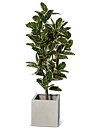 Ficus Robusta, planta artificial