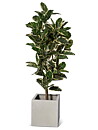 Ficus Robusta, konstväxt
