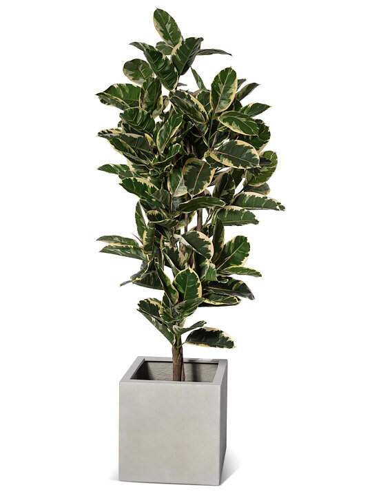 Ficus Robusta, planta artificial