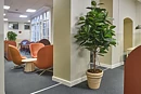 Ficus Robusta, planta artificial