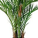 Arecapalm, konstväxt.