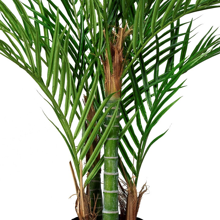 Arecapalm, konstväxt.