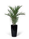 Arecapalm, konstväxt.