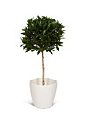 Laurel topiary, planta artificial