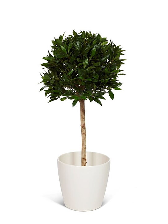 Laurel topiary, planta artificial