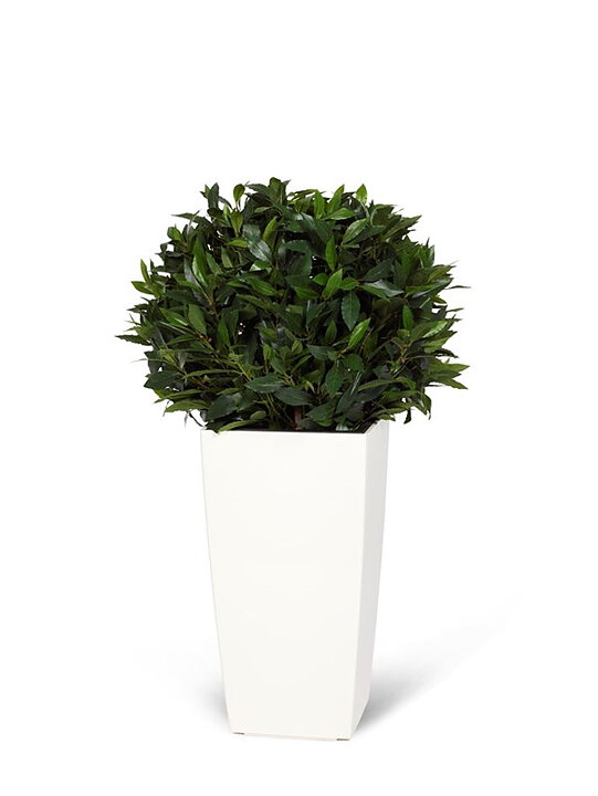 Laurel topiary, planta artificial