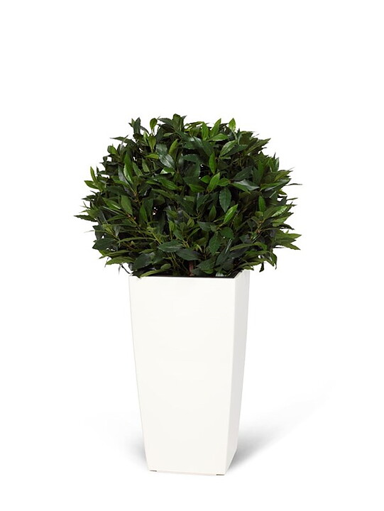 Laurel topiary, planta artificial