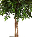 Ficus benjamina, Natasja topiary