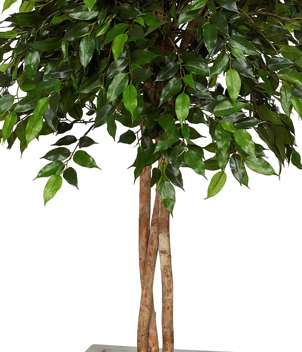 Ficus benjamina, Natasja topiary
