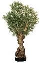 Olive Nabil, planta artificial