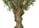 Olive Nabil, planta artificial
