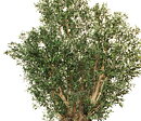 Olive Nabil, planta artificial