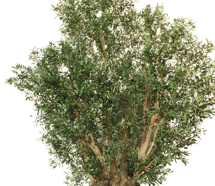 Olive Nabil, planta artificial