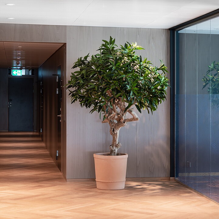 Scandic hotels