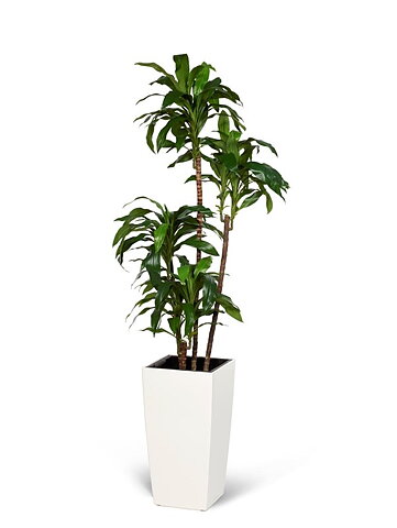 Dracaena Fragrans, konstväxt