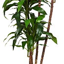 Dracaena Fragrans, konstväxt