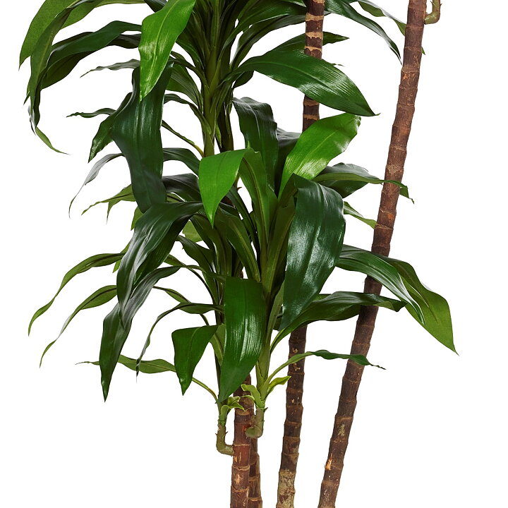Dracaena Fragrans, planta artificial