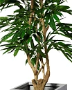 Malabar Longifolia, konstväxt