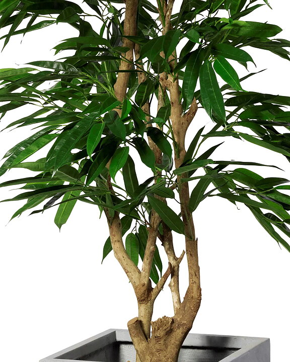 Malabar Longifolia, konstväxt