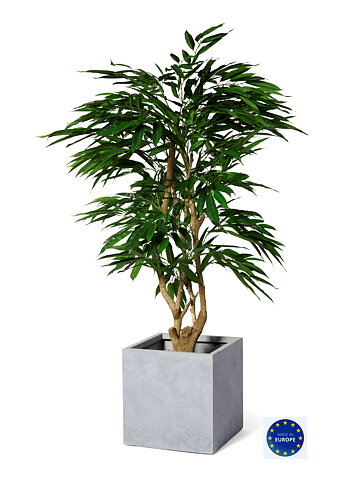 Malabar Longifolia, konstväxt