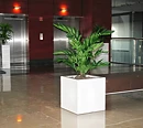 Chamaedorea, artificial