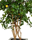 Citronträd, konstväxt
