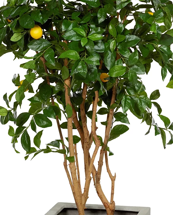 Citronträd, konstväxt
