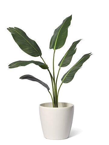 Travellers palm, konstväxt